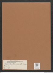 Navicula triundulata Grun. (de-Toni-Nr.: Genus 1, Species 307) Zeichnungen Sammlung Grunow Mappe 00263 (Herbarium_W_Grunow_drawings_Folder_00263)